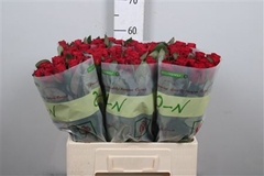 R Gr Red Tacazzi+ 60cm