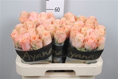 R Gr Charming Reeva 60cm