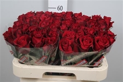 R Gr Ever Red 60cm