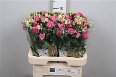 Eust G Rosita Rose P 70cm