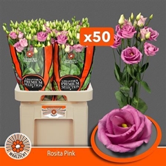 Eust G Rosita Rose P 70cm