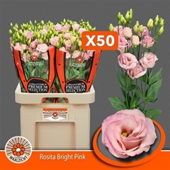 Eus G Rosi Bright Pi 70cm