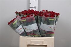 R Gr Red Torch 60cm