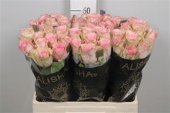 R Gr Paloma Steffi 60cm
