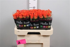 R Gr Patz 60cm