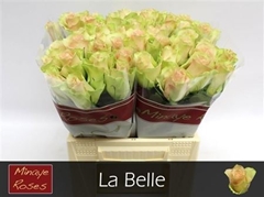 R Gr La Belle 40cm