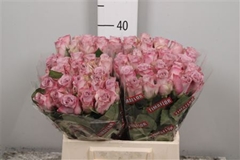 R Gr Memory Lane! 40cm
