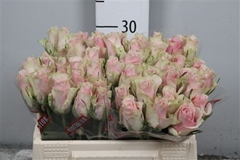 R Gr Pink Athena 35cm