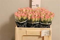 R Gr Lovely Jewel 50cm