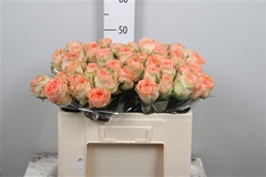 R Gr Barbarella 50cm