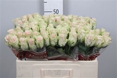 R Gr Pink Athena 50cm