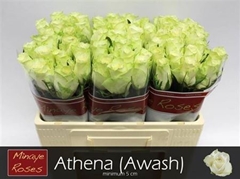 R Gr Athena 50cm 5cm