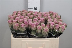 R Gr Samantha Bridal 50cm