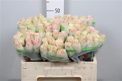R Gr Pink Athena 50cm