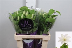 Clem Amazing Vienna 60cm 12 4