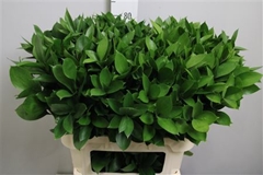 Ruscus Hypophyllum 80cm