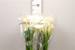 Zant Ae Colombe Paix 80cm