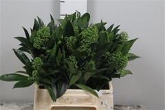 Skim C Kew Green Bunch 40cm