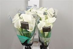 Zant Crystal Blush 70cm