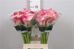 Zant Blushing Lady 70cm