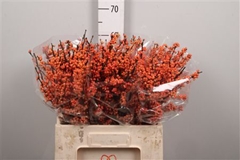 Ilex Winter Gold 60cm