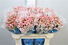 Hyper Coco Casino 70cm