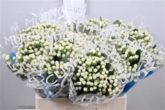 Hyper Coco Uno White 60cm