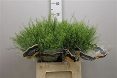Thlaspi Green Bell 65cm 16gram
