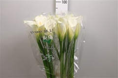 Zant Ae Colombe Paix 90cm