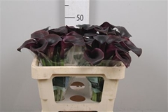 Zant Call Ceara 50cm 1gram