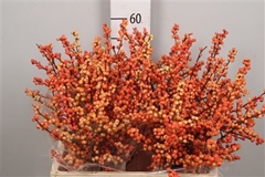 Ilex Ve Ilexia Julia 60cm