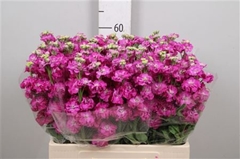 Matth St Deep Rose 60cm 23