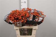 Rosa Hiphop Sunset 60cm