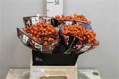 Rosa Hiphop Sunset 45cm
