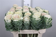 Brass Round White 70cm