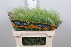Thlaspi Green Bell 70cm 20gram