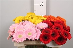 Germini Mixed 50cm 8cm Ø