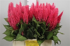 Cel P Royal Pink 65cm