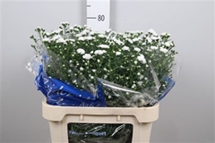 Ast Cassy 80cm 35gram