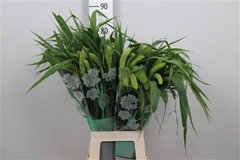 Seta Ital Volle Melk 80cm