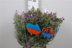 Phlox P Sky Eyes 70cm 13