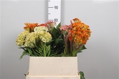 Celosia Cris Gem Bunch 80cm
