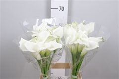 Zant Crystal Blush 70cm