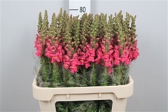 Antir Potomac Rose 80cm