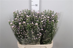 Ast Claudia 85cm 40gram