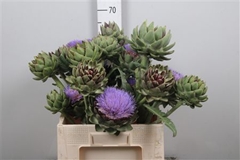 Cynara Sc Green Glob 70cm