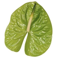 Anth A Midori Imp 45cm 13cm Ø