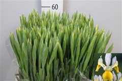 Iris Apollo 60cm 44gram