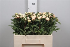 Paeo Duchesse D Nemo 55cm 24 Nl