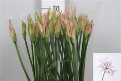 Ne Bo Vesta K 70cm